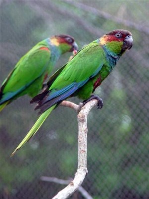 גרון כחול.JPG