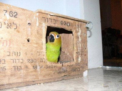 קרמבו