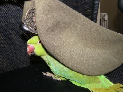 חיל חינוך הנה אני באה!