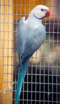 smallredeyeblue1.jpg