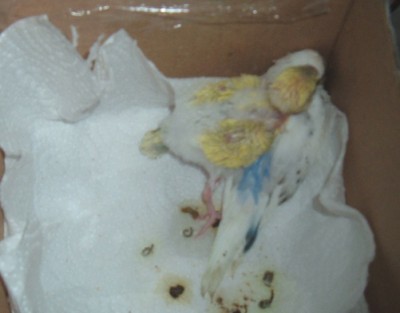 התוכונים החיים בה