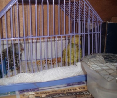 ועוד תוכונים החיים בה