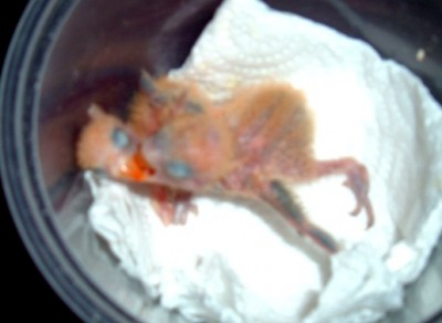 ציפורי אהבה החיים בה