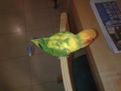 תראו את הנוצה שנשברה אבל עכשיו יש 2 חדשות