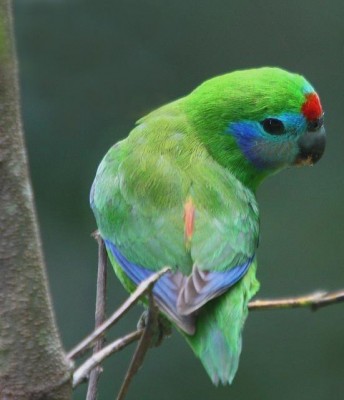 פיג פארוט.JPG