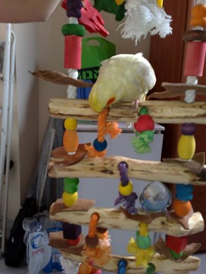 ניקו ואייס הקוקטיילית על הסולם:)