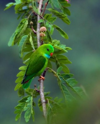 הנגינג פארוט.JPG