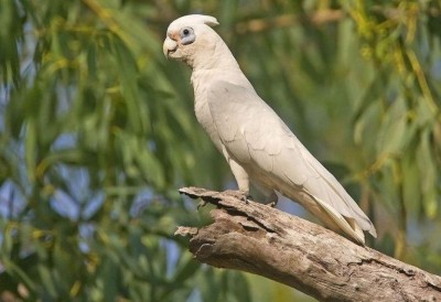 קורלה קטנה.JPG