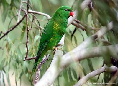 סקאלי ברסטד.JPG