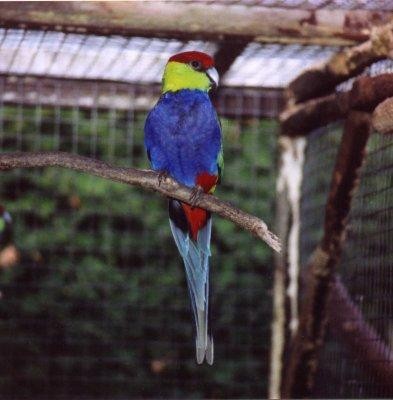 קייפ פארוט.JPG