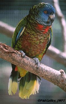 סנט לוסיה.JPG