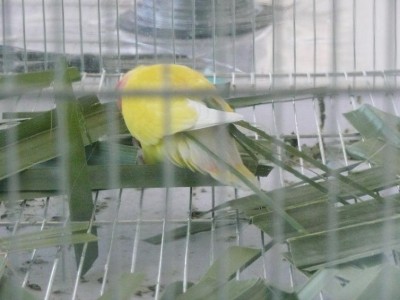 מתחת לכנפי התוכי ישנם עלי הדקל.