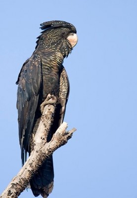 שחור אדום זנב.JPG