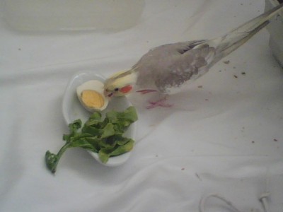 אריק בארוחת הפינוקים