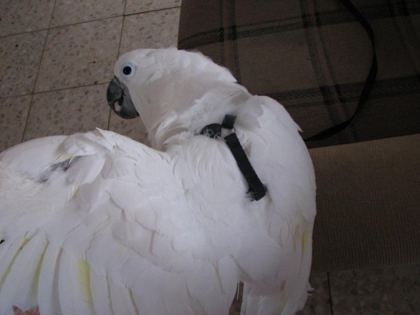 ככה נראת הריתמה על הגב