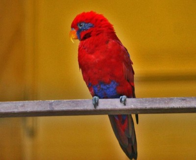 אדום כחול אוזן.JPG