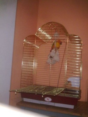 קוני על המשחק שלו (הוא אוהב לישוון שם)