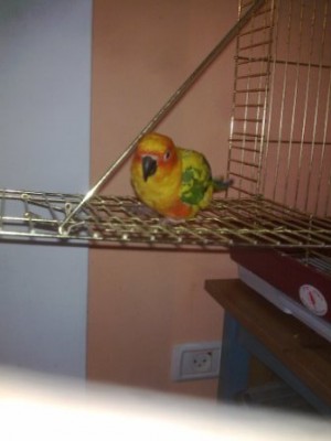 קוני על המרפסת של הכלוב