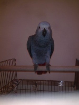 פטל על הסטנד של הכלוב