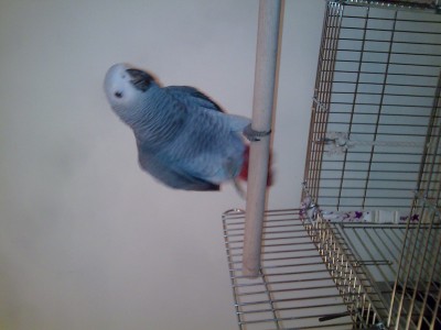 עוד פעם על הסטנד