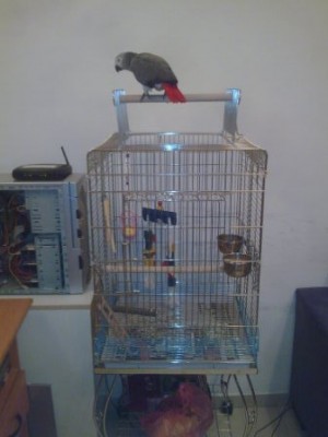 עוד פעם על הסטנד אבל עם כל הכלוב.