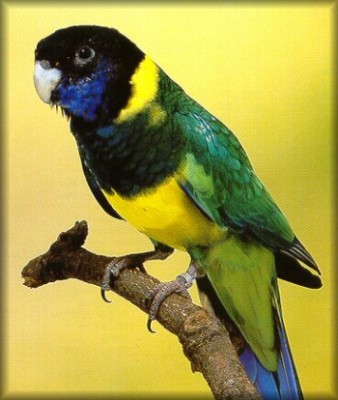 לינקולן פאראקיט.jpg