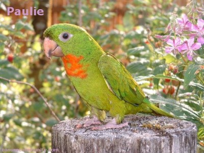 גרון אדום.JPG