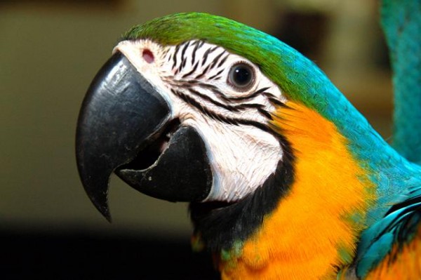 נכון שאני יפה??