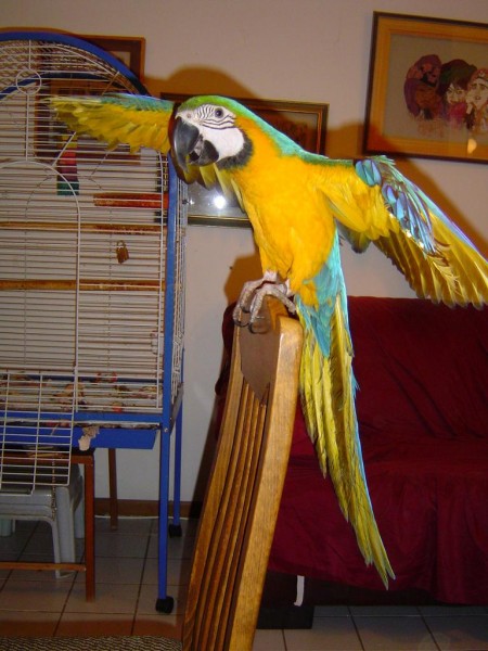 כשאני מחוץ לכלוב אין צורך במזגן, אני עושה מספיק רוח