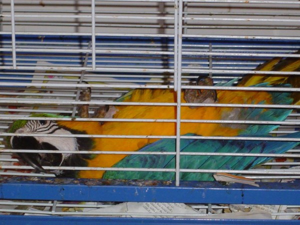 אני אוהבת לעשות סיאסטה בצהריים, רגל פה רגל שם