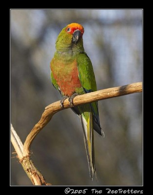 קייפ קוניור.JPG