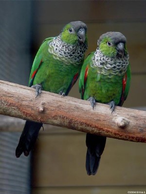 גרין צ'יק.JPG