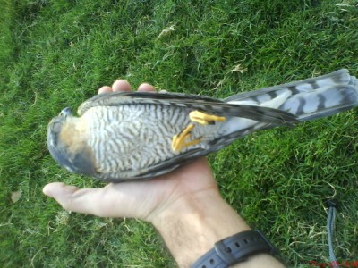 במקרה הוא עצם עיניים, עיניו היו פקוחות לרווחה במשך כל החצי שעה שחיכינו