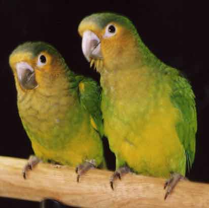 Brown-throat Conure.jpg