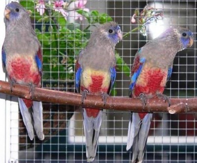 בונט פאראקיט.JPG