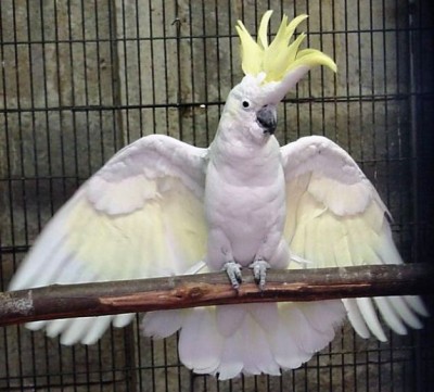 צהוב ציצית.jpg