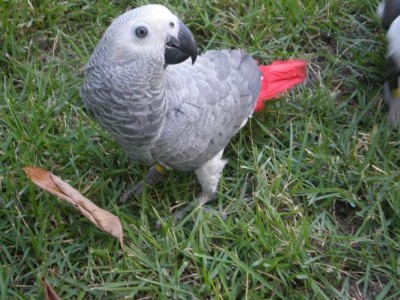 הנקבה וונדי