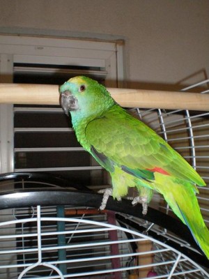 האמזונה שמכרתי ואני נורא מצטער