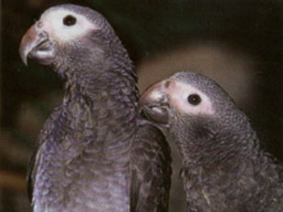 'אקו תימנה.jpg