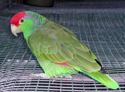 גרין צ'יק.JPG