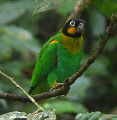 ' צ'יק פארוט.jpg