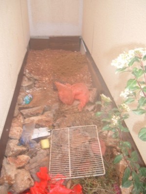 נראה זוואה אה