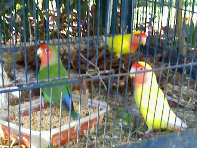 מצטער על איכות התמונה היא צולמה בפלאפון. התרמילים זה הערימה החומה בצד ימין.