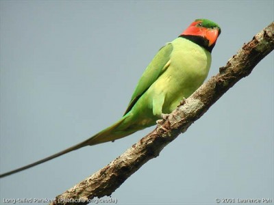 טייל פאראקיט.JPG