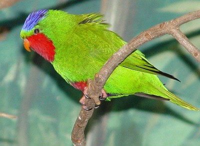 בלו קראון.JPG