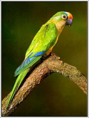 קראון קוניור.JPG