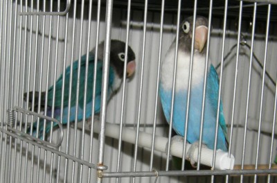 זוג קובלטים