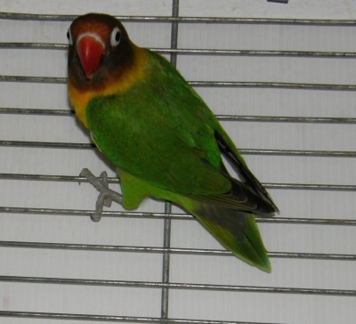 פרסונטות - גוזלים קובלטים