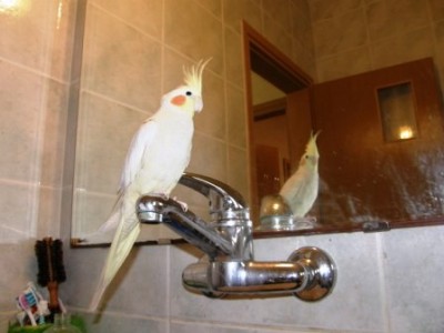 יושבת על הברז ומשגיחה