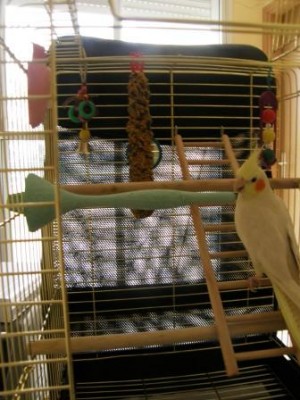 אחרי הניקיון